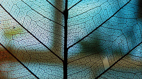 Kolor Makro Fotografii Suchy Liść Żył Tekstury Streszczenie Tło Ekologiczne — Zdjęcie stockowe