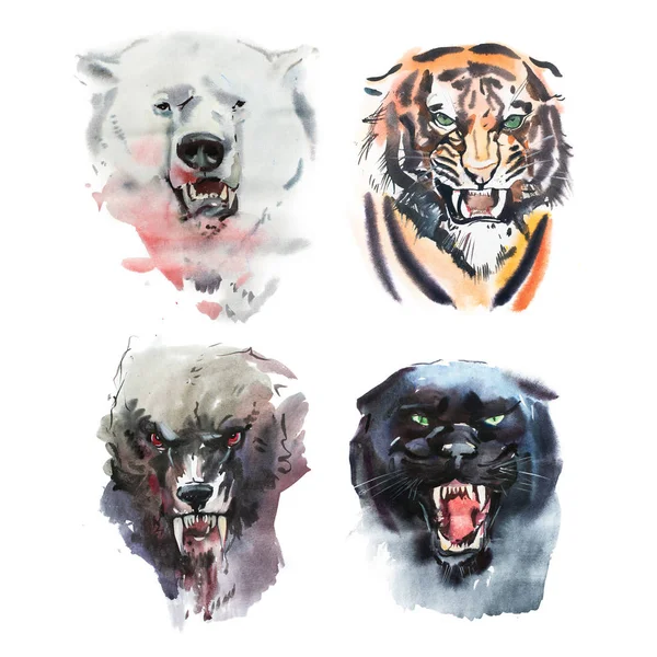 Orso dall'aspetto arrabbiato, tigre, lupo e pantera — Foto Stock