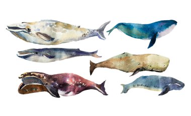 Watercolor whales on white. clipart