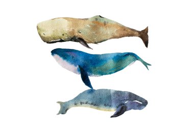 Watercolor realistic whales clipart