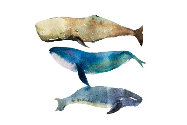 水彩の現実的なクジラ — ストック写真