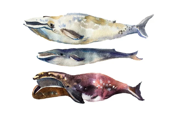 Baleines aquarelle Illustration dessinée à la main sur blanc — Photo