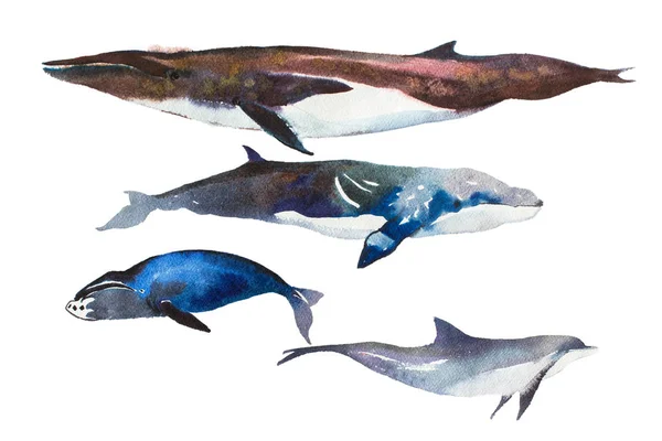 Suluboya elle çizilmiş resimde beyaz balina — Stok fotoğraf