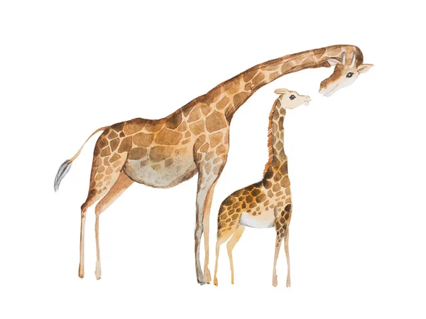 Aquarel illustratie van giraffe-moeder en baby — Stockfoto