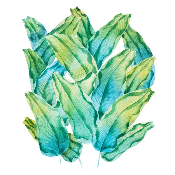 Aquarelle peinture de feuilles tropicales vertes. Modèle de waringin Ficus benjamina réalisé à la main sur papier blanc — Photo