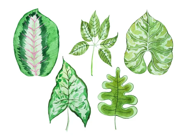 Watercolour set of tropical leaves of different shape hand-drawn on white paper — Stock Photo, Image