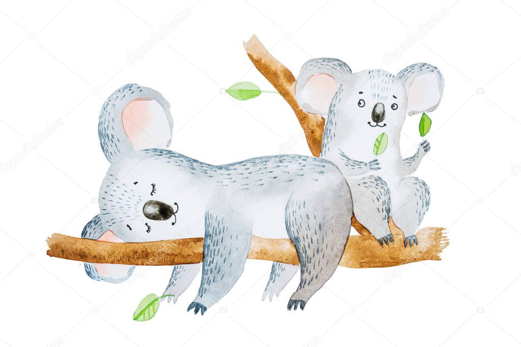 Watercolor illustration of two adorable cartoon koala bears sitting on eucalyptus tree branch