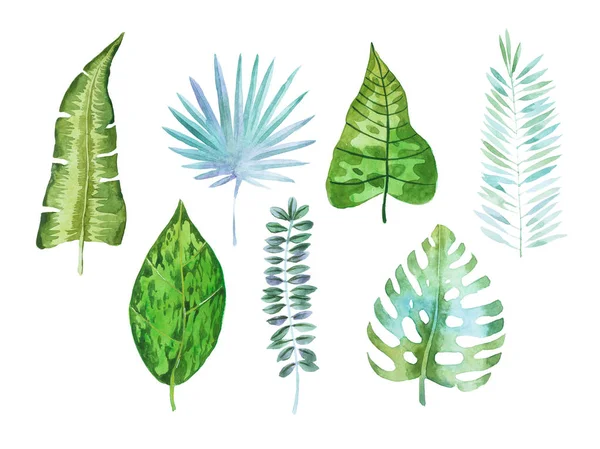 Conjunto de acuarelas de hojas tropicales de diferente forma dibujadas a mano sobre papel blanco —  Fotos de Stock