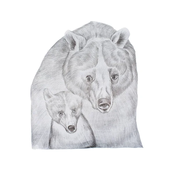 Retrato de mãe urso cinza realista e filhote desenhado à mão — Fotografia de Stock