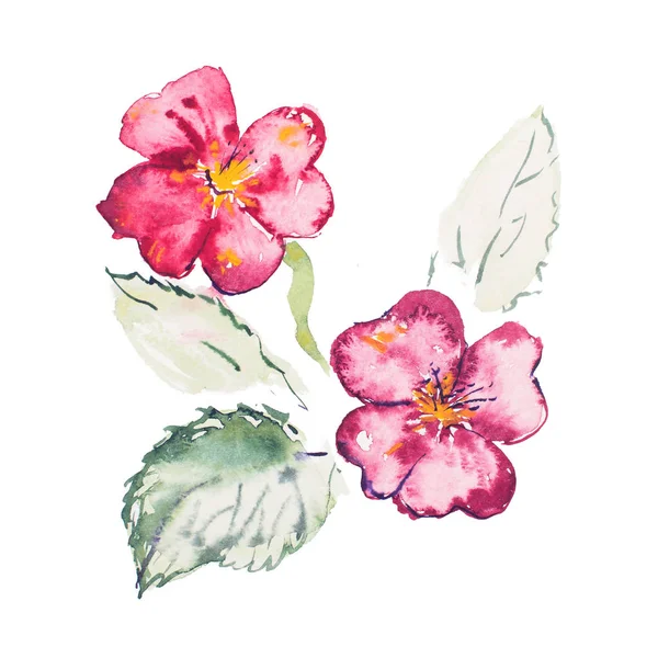 Aquarel tekening van verse bloemen aquarelle schilderij — Stockfoto