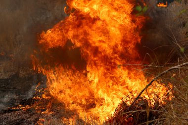 Khon Kae kırsal alanda ormandaki yakıcı yaz wildfires