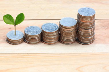 taze iş büyüme concep içinde yığın gümüş sikke için yetiştirilen bitki