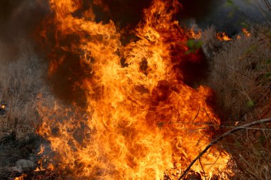 Khon Kae kırsal alanda ormandaki yakıcı yaz wildfires