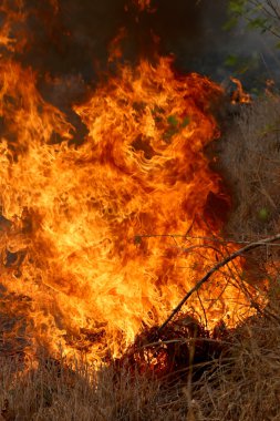 Khon Kae kırsal alanda ormandaki yakıcı yaz wildfires