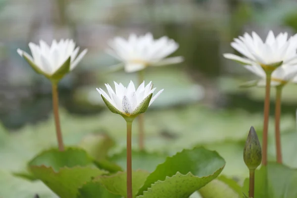 Bílý lotos květiny kvetou v rybník, Vodní lilie ve veřejném parku. — Stock fotografie