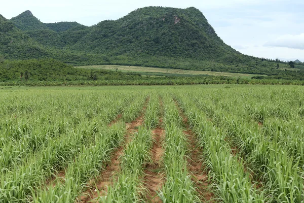 Venkovské zemědělské půdy k pěstování cukrové třtiny. — Stock fotografie