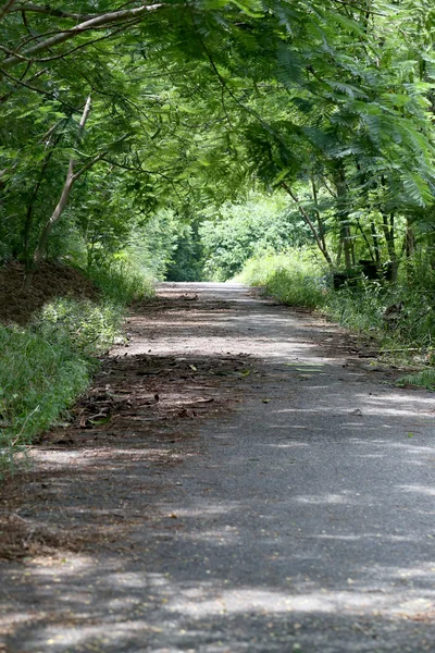 Asfaltweg van wandelpad in de tuin. — Stockfoto