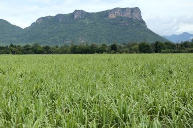 Şeker kamışı büyümek için kırsal köy ve Çiftlik Turizmi.