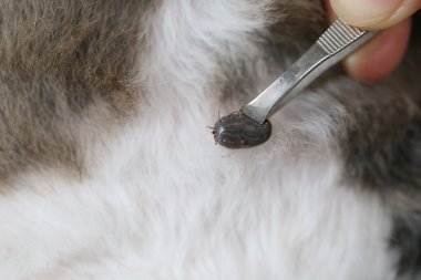 Temizlik bir köpek büyük keneler.