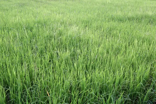 Planta de arroz verde brilhante na área agrícola . — Fotografia de Stock