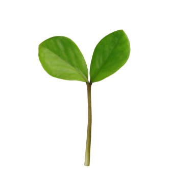 Beyaz arka plan üzerinde izole yeşil Filiz ağaç.