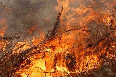 Khon Kae kırsal alanda ormandaki yakıcı yaz wildfires