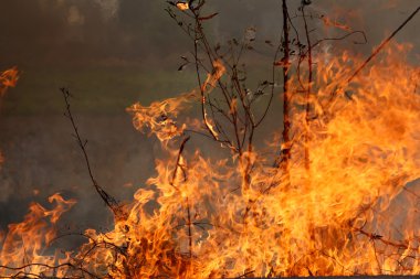 Khon Kae kırsal alanda ormandaki yakıcı yaz wildfires