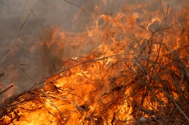 Khon Kae kırsal alanda ormandaki yakıcı yaz wildfires