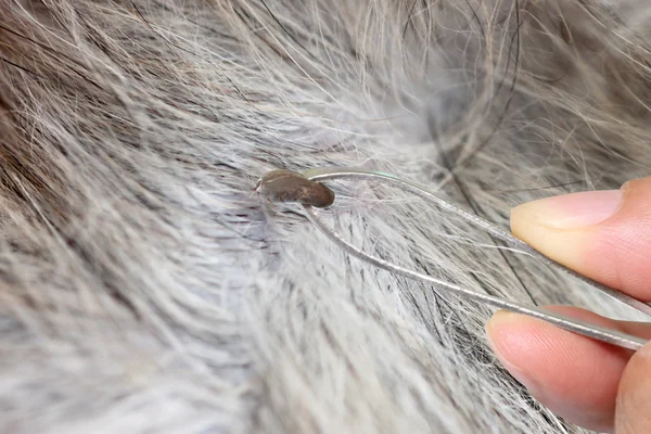 Las garrapatas grandes del perro en la limpieza . — Foto de Stock