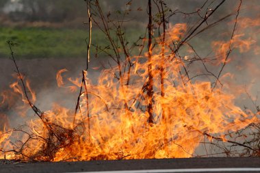 Khon Kaen kırsal alanda ormandaki yakıcı yaz wildfires