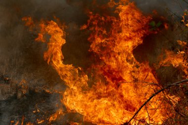 Khon Kae kırsal alanda ormandaki yakıcı yaz wildfires