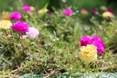 Portulaca oleracea çiçek ya da ortak semizotu çiçek bahçesinde.