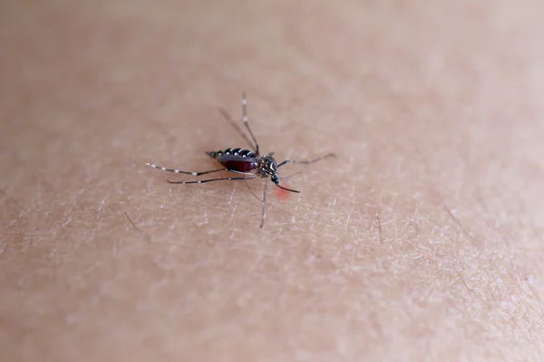 Myggan suger blod på armen. — Stockfoto