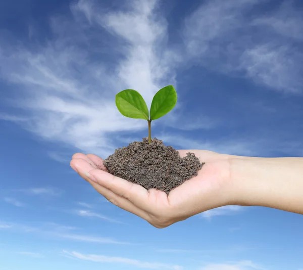 Soil in a Woman hand and treetop on soil. — Stock Photo, Image