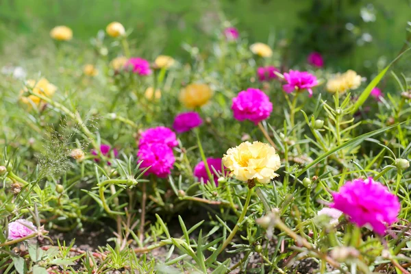 Portulaca oleracea bloem of gemeenschappelijke postelein bloem in tuin. — Stockfoto
