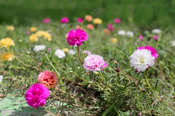 Portulaca oleracea flor o flor de verdolaga común en el jardín . — Foto de Stock