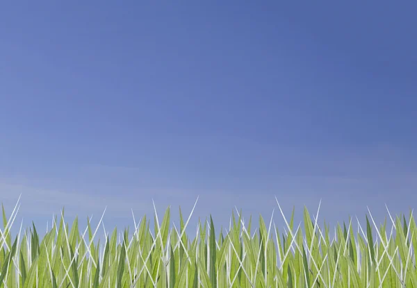 Folhas verdes de grama e tem céu . — Fotografia de Stock