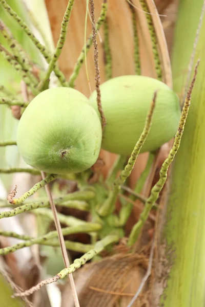 Kokosnussfrüchte auf Kokosnussbaum im Garten Thailand. — Stockfoto