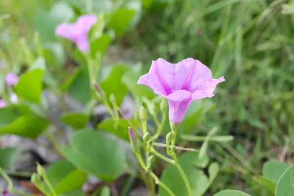 Blühende ipomoea Blume oder Strand Morgenruhm. — Stockfoto