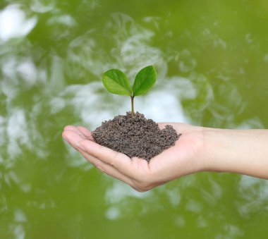 Bir kadının el ve treetop topraklarında toprakta.