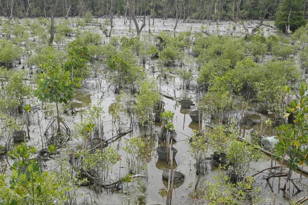 Groene mangrove structuur in het forest van de mangrove. — Stockfoto