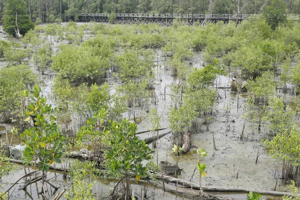 Groene mangrove structuur in het forest van de mangrove. — Stockfoto