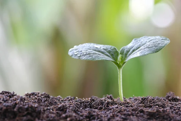 Young plant or green seedling on soil in the vegetable garden. — Stock Photo, Image