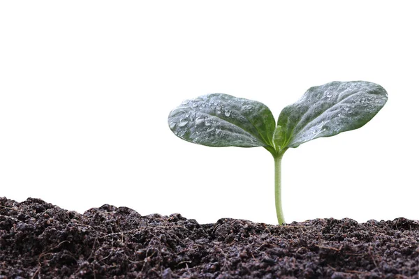 Junge Pflanze oder grüner Sämling auf Boden isoliert auf weißem Grund — Stockfoto