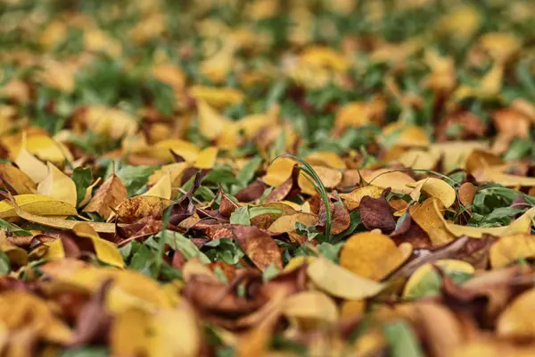 Yellow and brown leaves on the lawn in autumn. — Stock Photo, Image