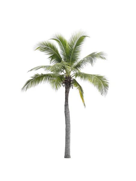 Coconut tree isolated on white background. — Stock Photo, Image