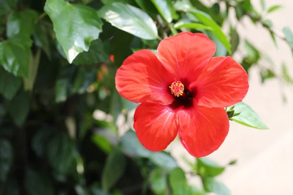 Red hibiscus flowers blossom in the garden. — Stock Photo, Image