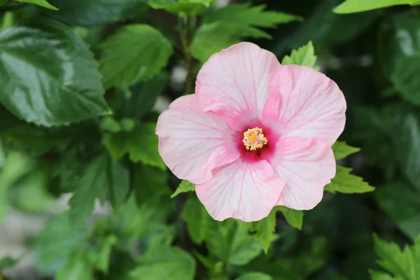 Hibiscus różowy kwiat kwiaty w ogrodzie. — Zdjęcie stockowe