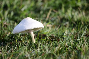 Zehirlenme yeşil çimenlerin üzerinde büyüyen mantar.