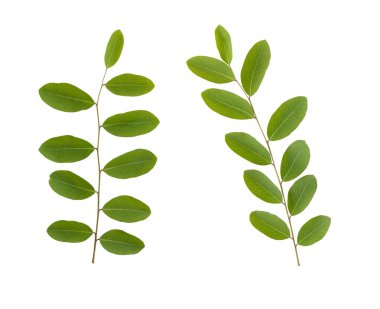 Şube ve yeşil yaprakları üzerinde beyaz bac izole tropikal ağacının